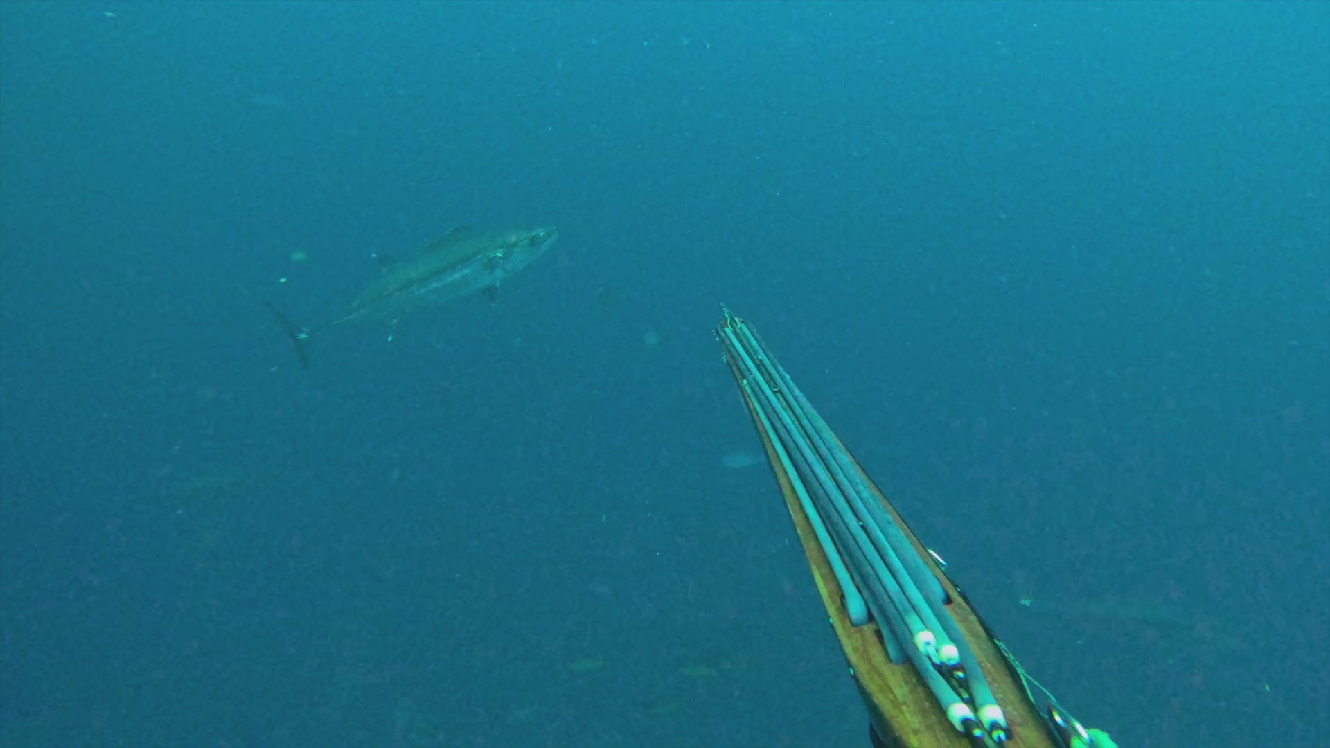 Double Roller – Kraken Spearguns